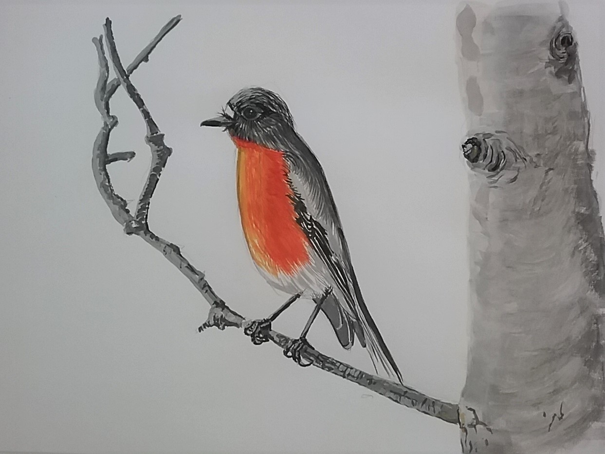 Scarlet robin