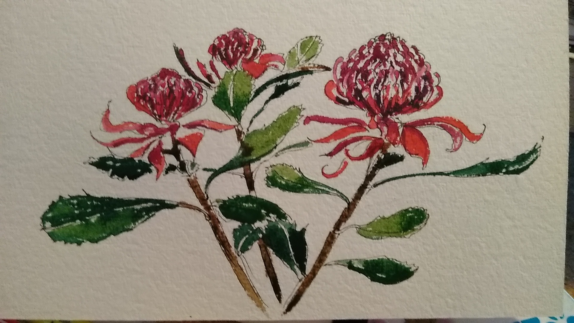 waratah