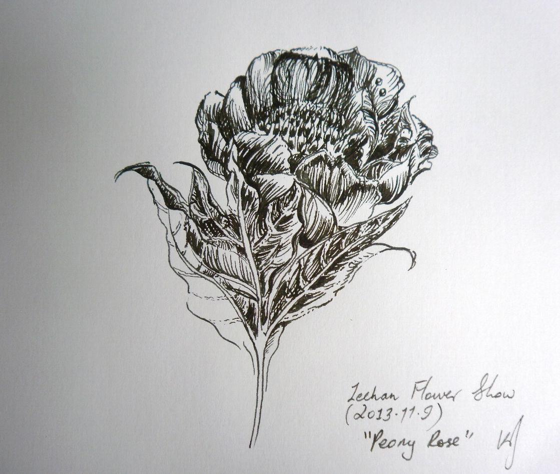 peony rose