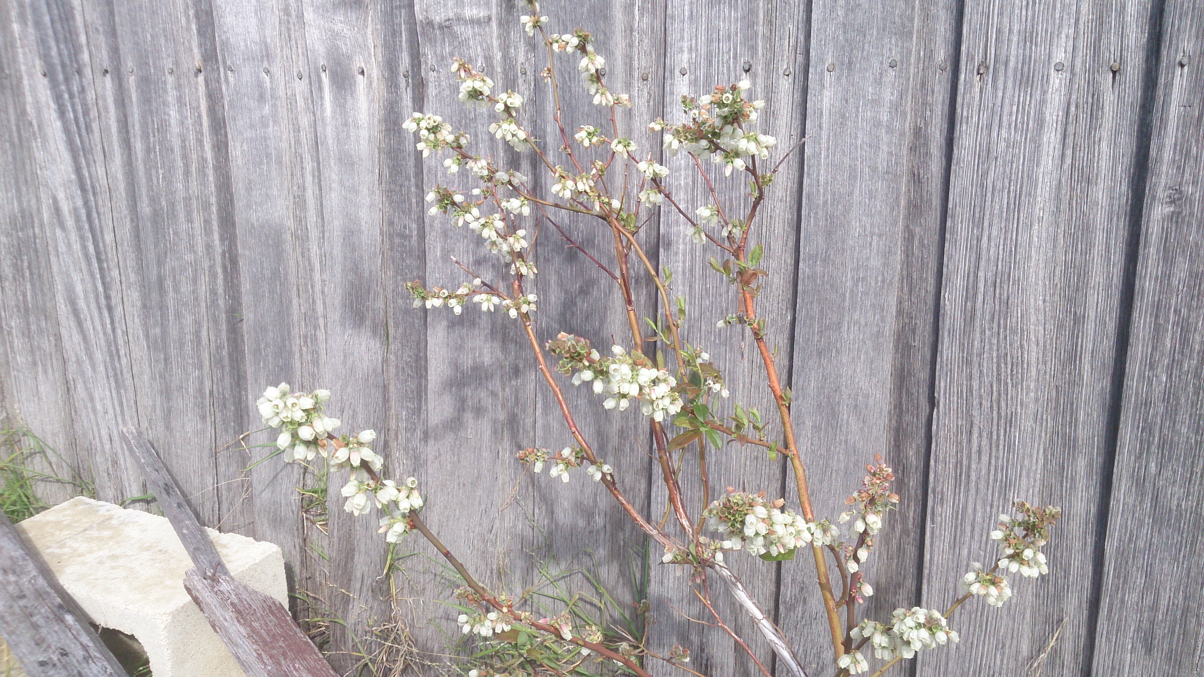 Blueberry flowers photo by Andrew Walsh