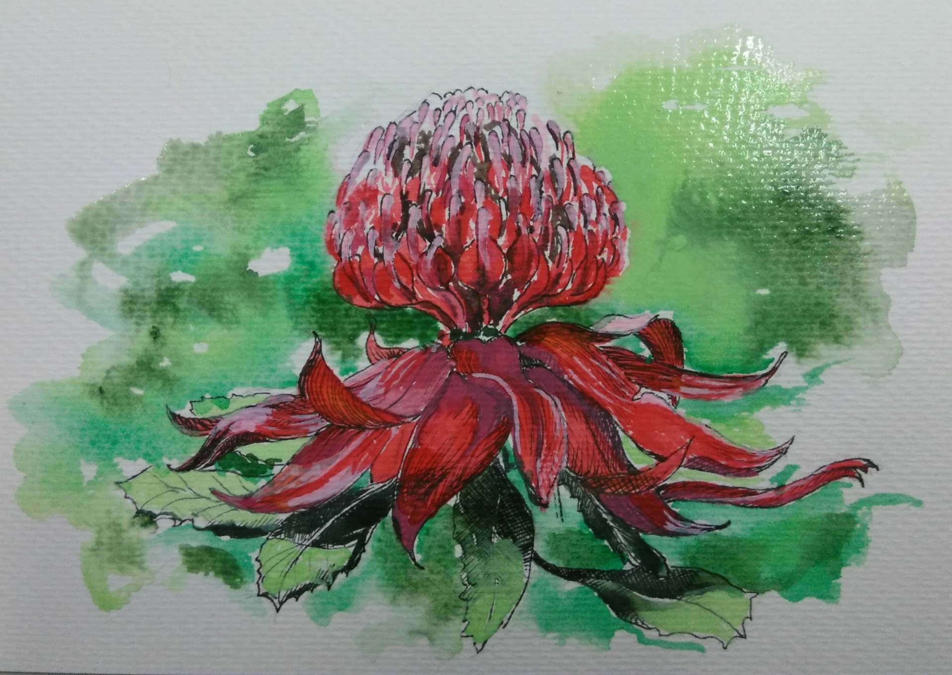 waratah