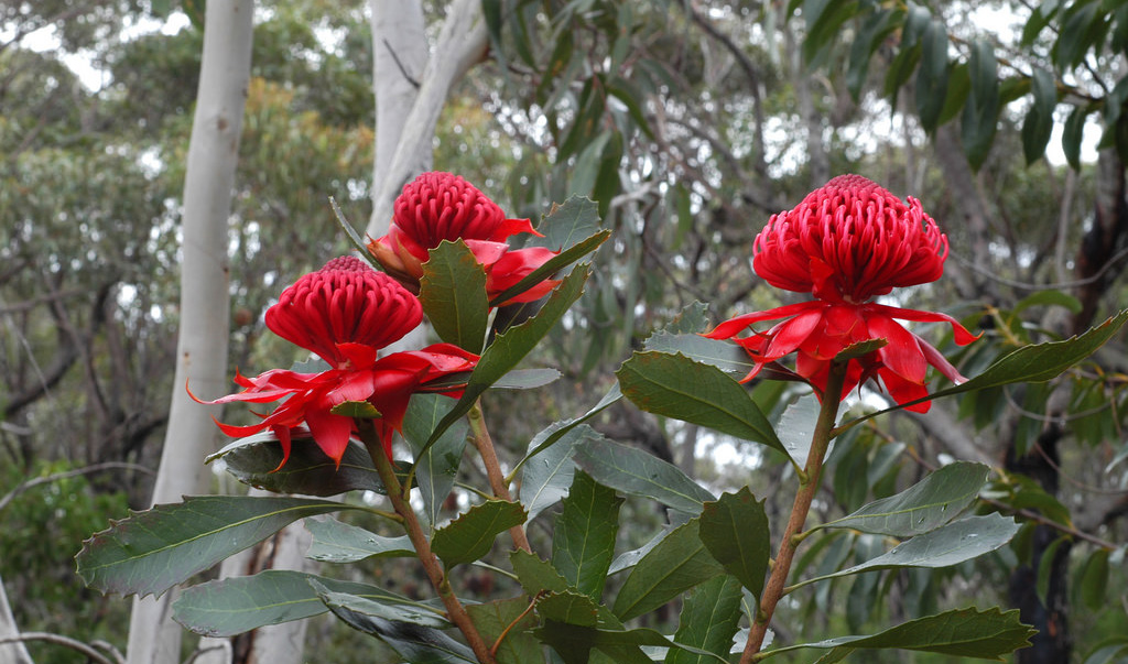 waratah