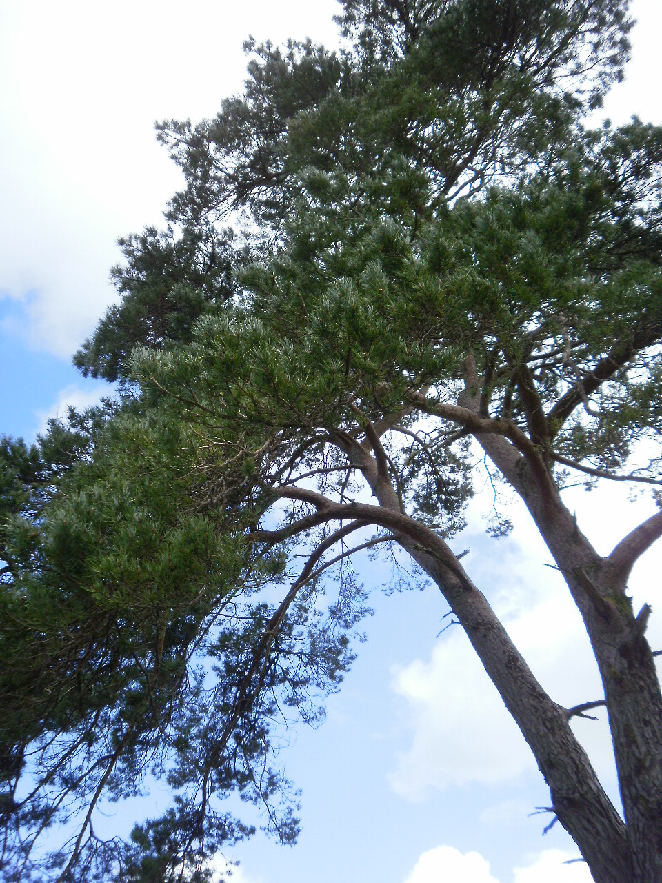 pine tree behind museum